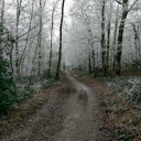 1 - La forêt